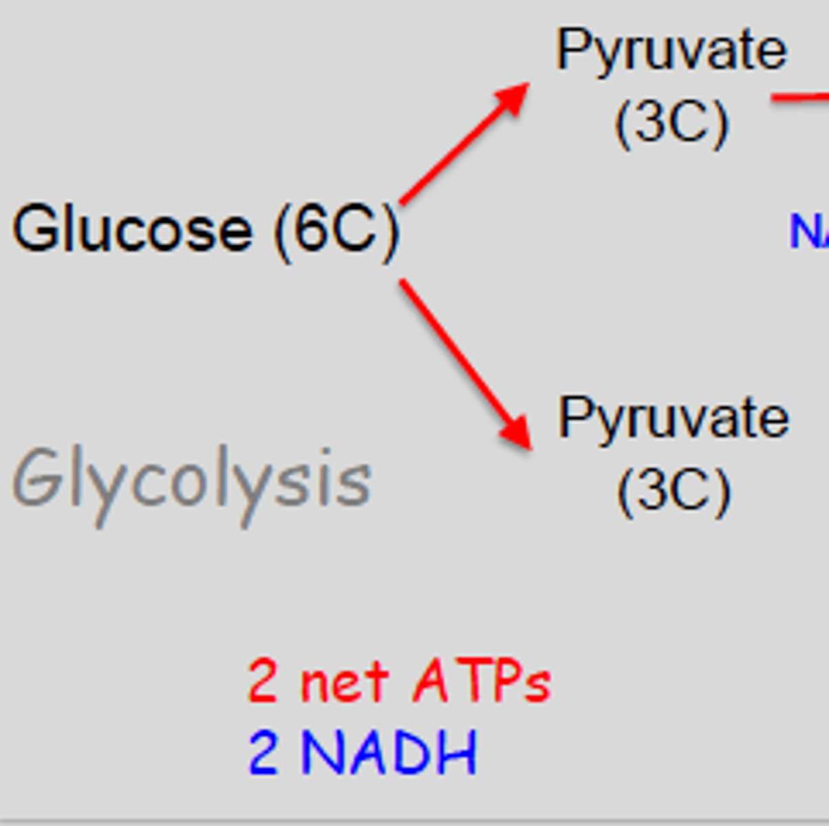 <p>2 pyruvate, 2 NADH, 2ATP</p>