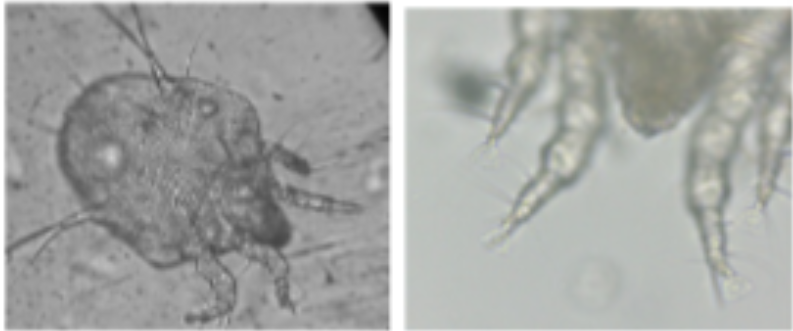 <p>ID of mites </p><ul><li><p>round mouthparts </p></li><li><p>no pedicels </p></li><li><p>cup shaped suckers </p></li><li><p>thumb print patterns </p></li></ul><p></p>