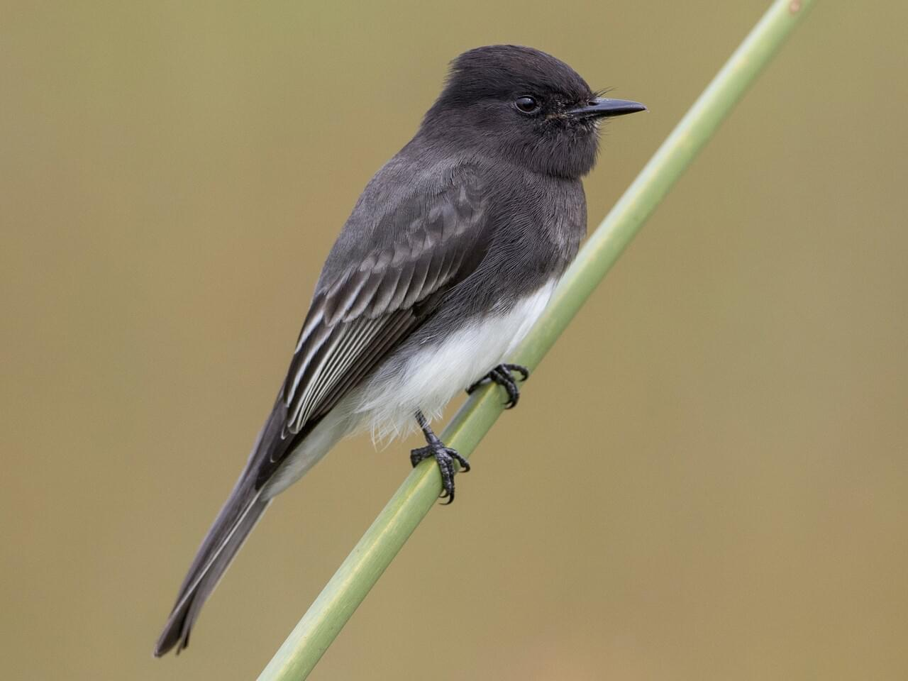 <p>Black phoebe</p><p>*Must know vocalization</p>