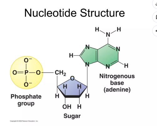<ul><li><p>The <strong>sugar </strong>of <strong><u>one </u>nucleotide bonds</strong> to the <strong>phosphate </strong>of another nucleotide</p></li><li><p>The nitrogenous base sticks out to<strong> form hydrogen bonds </strong>that hold the <strong>double helix together</strong>.</p></li></ul><p></p>