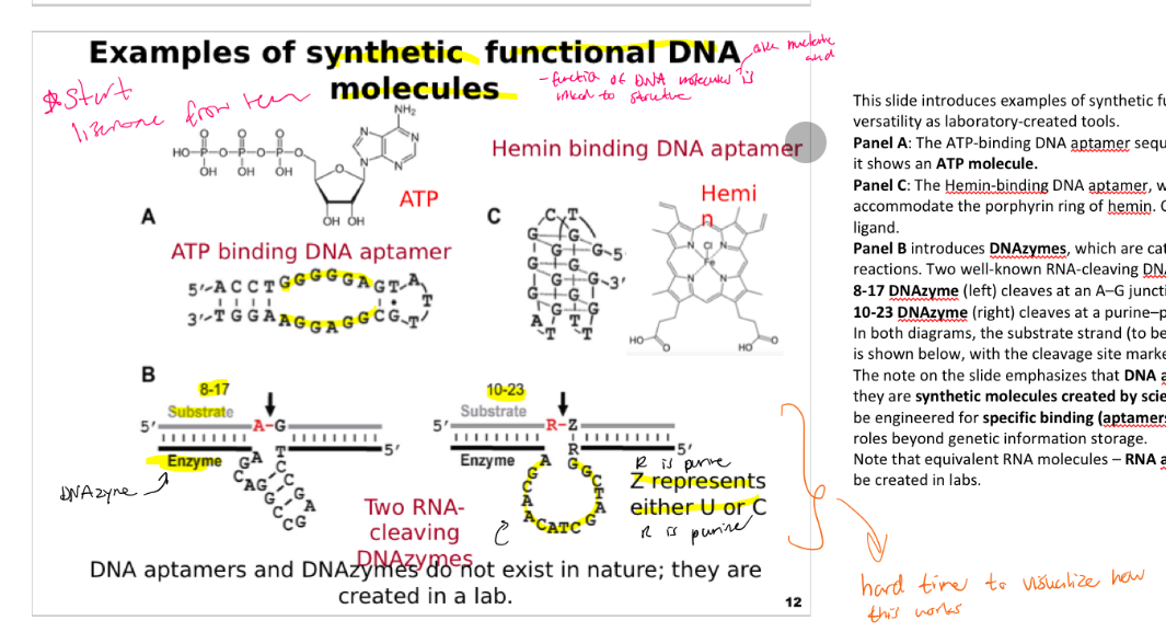 <p>This slide introduces examples of synthetic functional DNA molecules, highlighting their versatility as laboratory-created tools.</p><p><strong>Panel A</strong>: The ATP-binding DNA aptamer sequence is shown in a <strong>stem-loop structure. </strong>At the top, it shows an <strong>ATP molecule.</strong></p><p><strong>Panel C</strong>: The Hemin-binding DNA aptamer, which folds into a G-quadruplex structure to accommodate the porphyrin ring of hemin. On the right is a <strong>Hemin molecule</strong> (right) as target ligand.</p><p><strong>Panel B</strong> introduces <strong>DNAzymes</strong>, which are catalytic DNA molecules engineered to carry out reactions. Two well-known RNA-cleaving DNAzymes are illustrated:</p><p><strong>8-17 DNAzyme</strong> (left) cleaves at an A–G junction.</p><p><strong>10-23 DNAzyme</strong> (right) cleaves at a purine–pyrimidine junction (R–Z, where Z is U or C).</p><p>In both diagrams, the substrate strand (to be cut) is shown on top, and the catalytic DNA strand is shown below, with the cleavage site marked by a red line under an arrow.</p><p>The note on the slide emphasizes that <strong>DNA aptamers and DNAzymes do not exist in nature</strong>; they are <strong>synthetic molecules created by scientists</strong>. These examples demonstrate how DNA can be engineered for <strong>specific binding (aptamers)</strong> and <strong>catalytic activity (DNAzymes)</strong>, expanding its roles beyond genetic information storage.</p><p>Note that equivalent RNA molecules – <strong>RNA aptamers and RNA enzymes (ribozymes)</strong> can also be created in labs.</p>