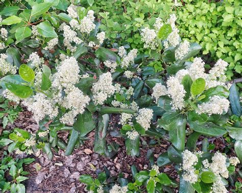 <p>Ceanothus velutinus </p>