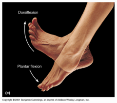 <p>up and down of foot at ankle</p>