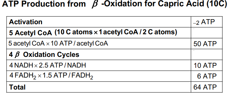 <p>In each <em>β -</em>oxidation cycle,</p><ul><li><p>one NADH is produced, generating 2.5 ATP</p></li><li><p>one FADH<sub>2</sub> is produced, generating 1.5 ATP</p></li><li><p>one acetyl-CoA is produced, generating 10 ATP</p></li></ul><p></p>