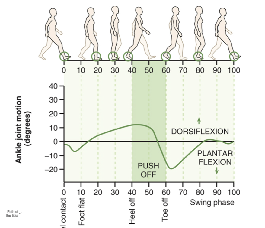 <p>at heel contact (normally the initial contact), PF until the foot is flat, once the foot is flat, the leg rotates forward (dorisflexion) over grounded foot until after heel off, and at push off the joint is in full DF (closed packed and stable) position, ready to accept body weight compression forces </p>