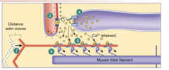 <p>Contractile cycling occurs</p>
