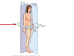 <p>divides the body into superior and inferior portions</p>