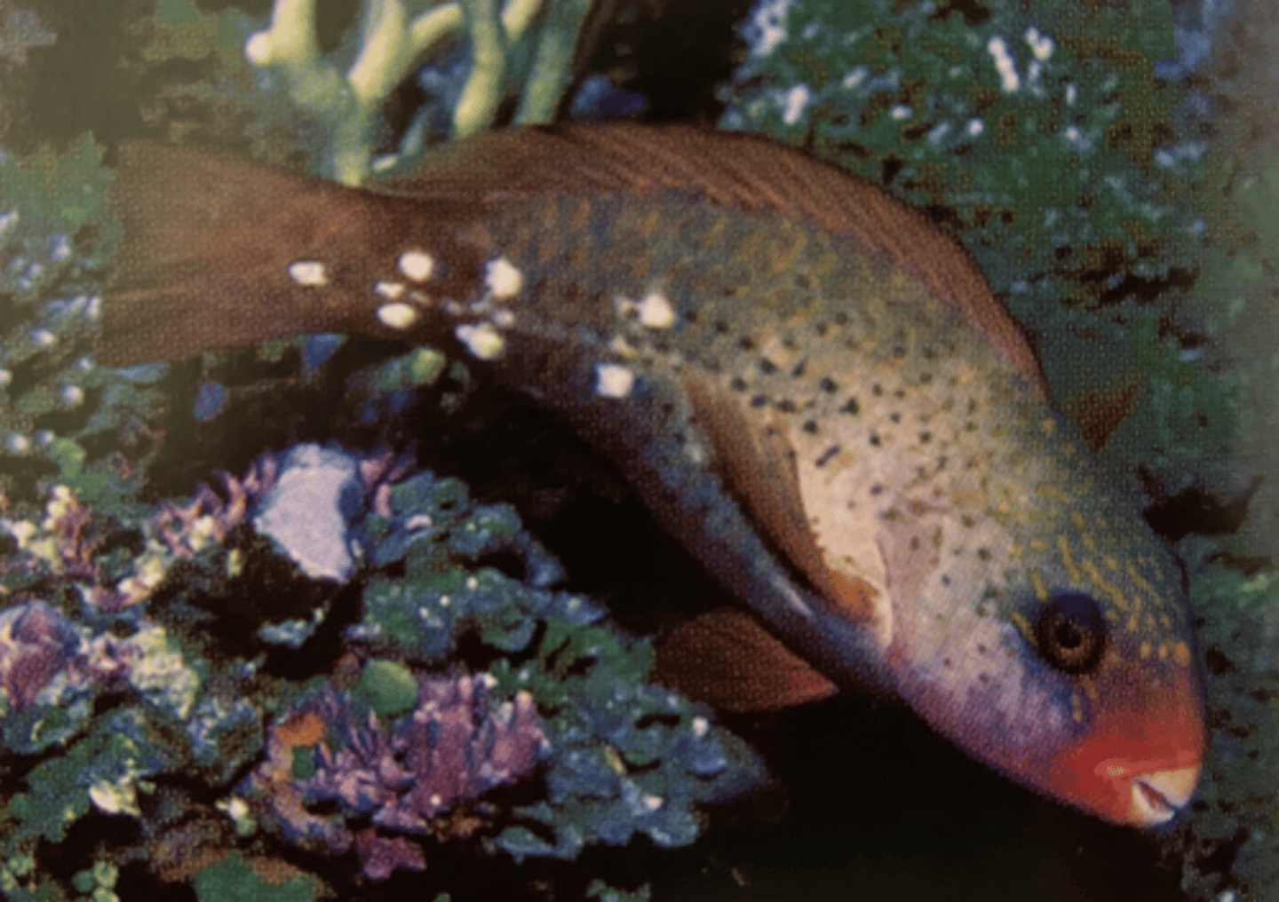 <p>Chlorurus sordidus</p>