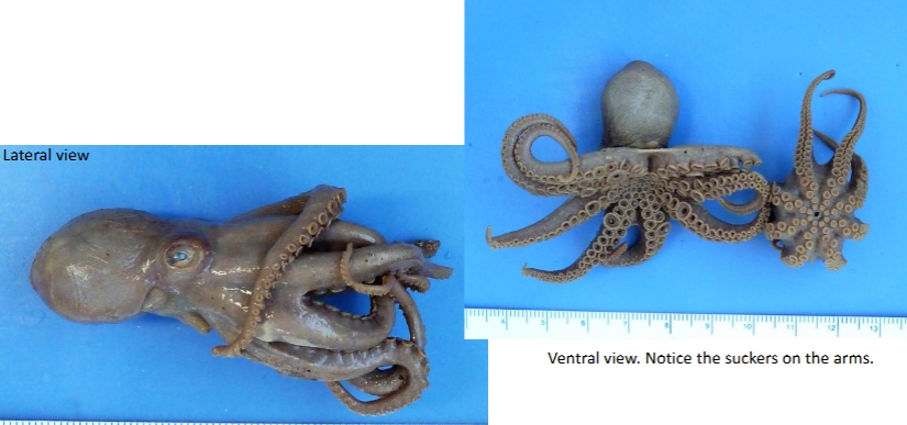 <p>identify kingdom, phylum, class, and genus</p>