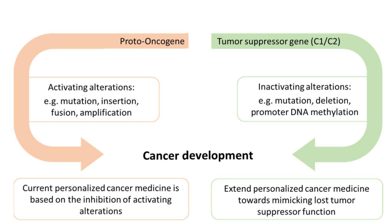 <p>Activation of <strong>proto-oncogenes causes excessive growth</strong>, while <strong>inactivation of tumor suppressors removes growth control.</strong></p>