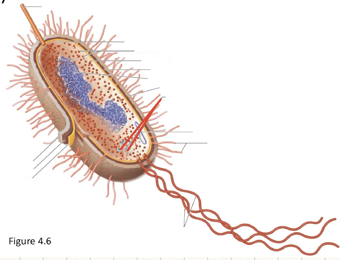 <p>inclusions</p>