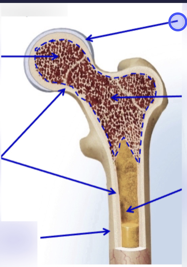 <p>Identify the structure</p>