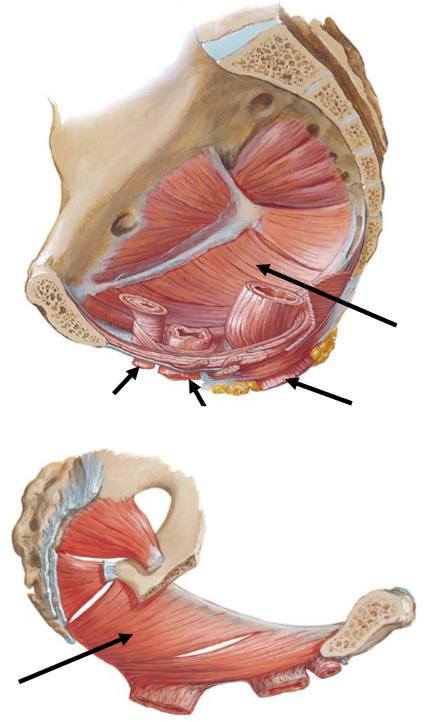 <p>Label the following diagram</p>