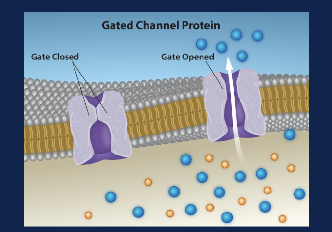 <p>Look for a membrane protein with a passageway that can switch between a closed and open state</p>