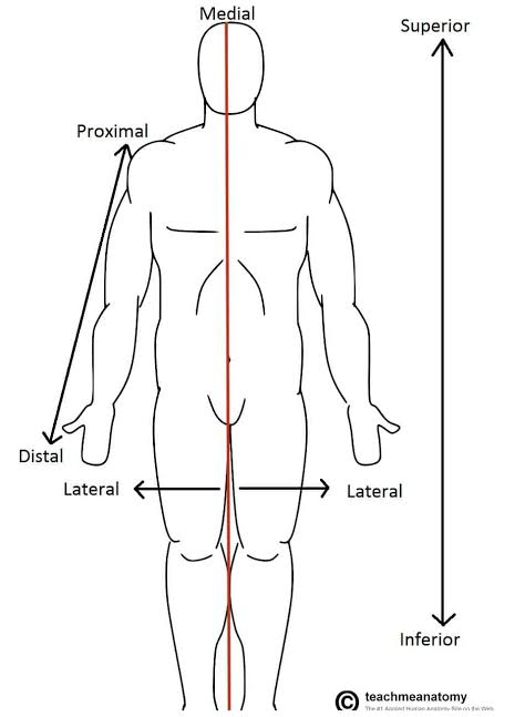 farther from trunk