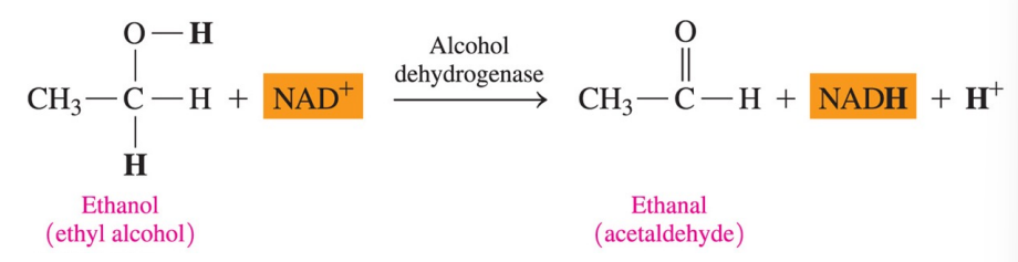<p>The NAD<sup>+</sup> coenzyme is required for metabolic reactions that produce carbon-oxygen (C=O) double bonds, such as in the oxidation of alcohols to aldehydes and ketones. </p>