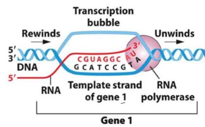 <p>What are the template and coding strand in transcription?</p>