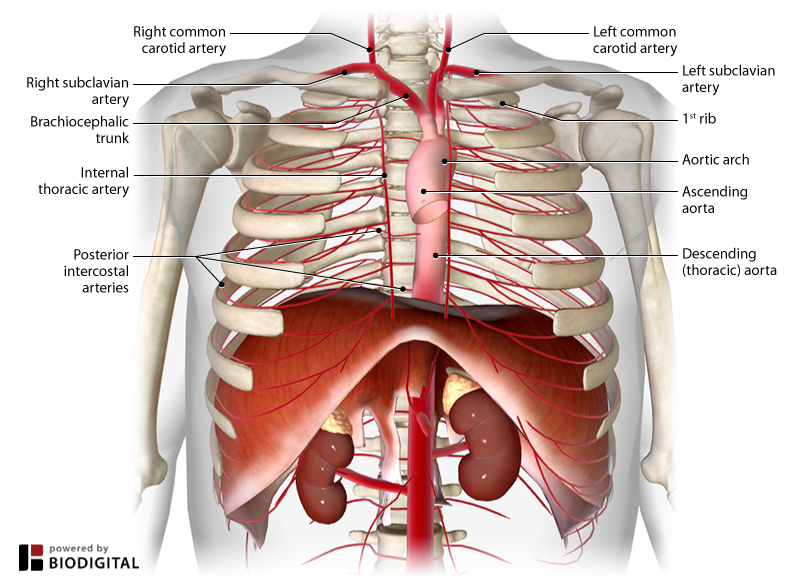 <p>First branch of the aortic arch, supplying the right arm, head, and neck.</p>