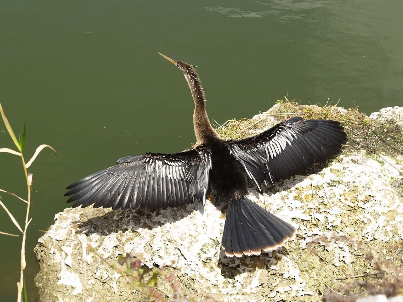 <p>The _______ is a dark-bodied waterbird that you will find year-round in lakes, ponds, streams, and sitting atop features (natural or man-made) near water to dry itself. They can also be found in lagoons and brackish water but do not prefer extensive open water. An unusual feature is their lack of waterproof feathers. Their dense bodies and wet feathers allow them to become a sly and submerged predator in the water to stalk fish. They are also referred to as a “snakebird” or “darter because of their snake-like head and neck and how they stab fish with their dagger-like bill. Often, they appear to be a Lochness with only their head above water. You have probably seen this bird with its outstretched silvery feathers. After every dip the Anhinga will strike a regal pose with its head held high to dry its feathers. Once dry it will take to thermals. This is an iconic and easily visible activity of the species, often mistaken for a mating display.</p><p>Identifying Features</p><ul><li><p>Long S-Shaped Neck</p></li><li><p>Long Tail</p></li><li><p>Dagger-like bill</p></li></ul><p>Males</p><ul><li><p>Black and silver streaked wings on the back</p></li></ul><p>Female/immature</p><ul><li><p>Pale Head, neck, breast, and wings</p></li><li><p>Dark belly</p></li></ul><p></p>