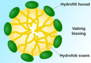 <ul><li><p><span style="background-color: transparent;">Om koncentrationen av fosfolipider låg, bildar de miceller.</span></p></li></ul><ul><li><p><span style="background-color: transparent;">De är sfäriska och består av ett lager fosfolipid molekyler mer sina kolväten inåt.</span></p></li></ul><p></p>