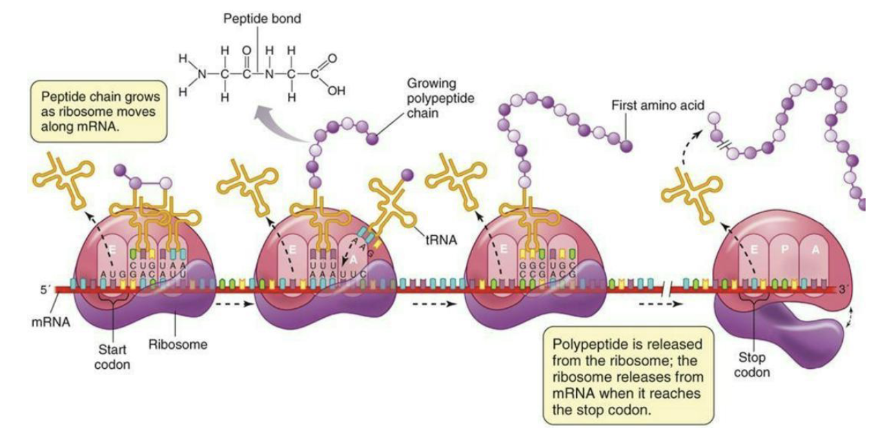 <ul><li><p>Ribosome moves along codons in mRNA. Charged tRNA’s enter A site, peptide bond is formed, and uncharged tRNA exits the E site.</p></li></ul><p></p>