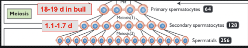 <p>Reduces the number of chromosomes to haploid</p><ul><li><p>DNA synthesis and replication</p></li><li><p>Crossing over - random assortment of different segments of each chromosome</p></li><li><p>genetic diversity</p></li></ul><p></p>