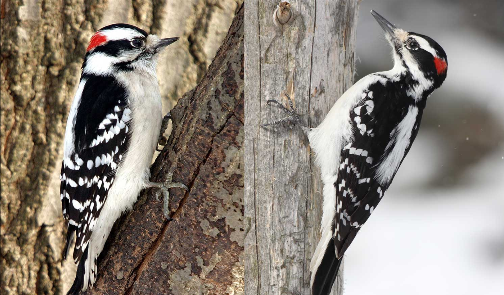 <p>Left-Downy.    Right-Hairy</p>