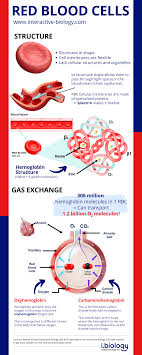 <p>Main function of red blood cells</p>