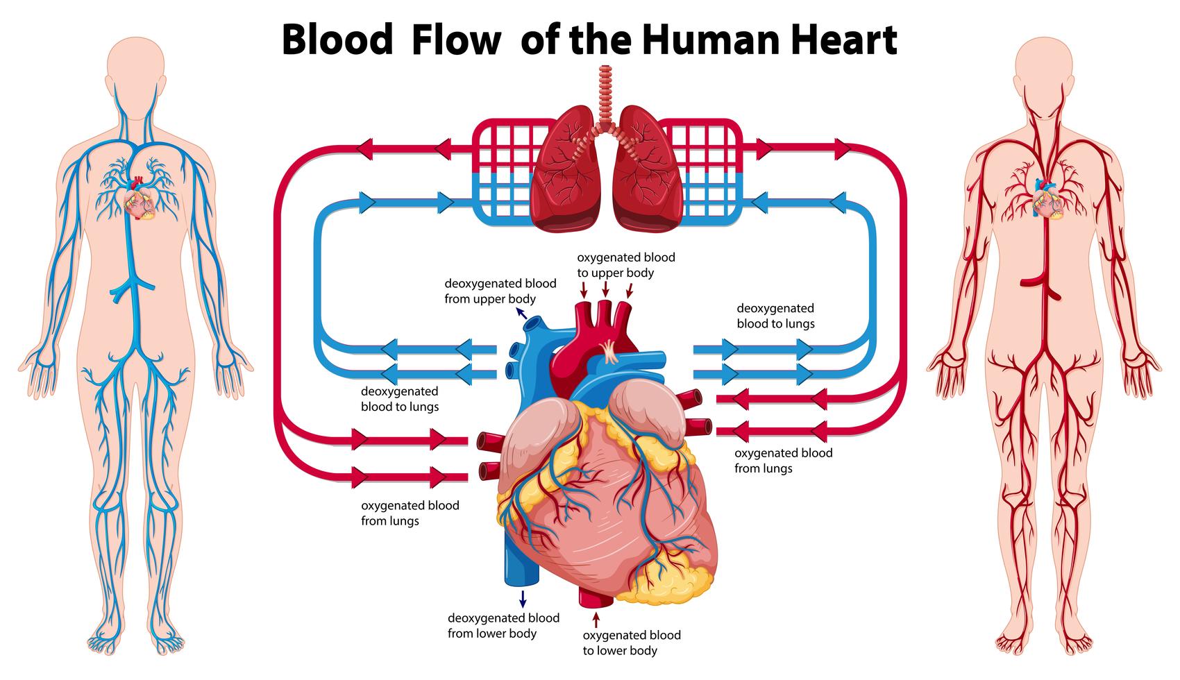 <ul><li><p>blood is kept separate on the left and right side of the heart </p></li><li><p>blood going through the systematic circuit returns through the superior and inferior venae cavae to the right atrium, flowing directly into the right atrium, through the right AV (tricupsid) valve into the right ventricle </p></li><li><p>when the right centricle contracts, it ejects blood thru pulmonary valve into pulmonary trunk on its way to the lungs to exchange carbon dioxide for oxygen </p></li><li><p>blood returns from lungs by two pulmonary veins on the left, and on two on the right, all four empty into the left atrium </p></li><li><p>blood flows through the left AV (mitral) valve into left ventricle</p></li><li><p>contraction of the left ventricle ejects the blood through the aortic valve into the ascending aorta, on its way through the systemic circuit again </p></li></ul><p></p>