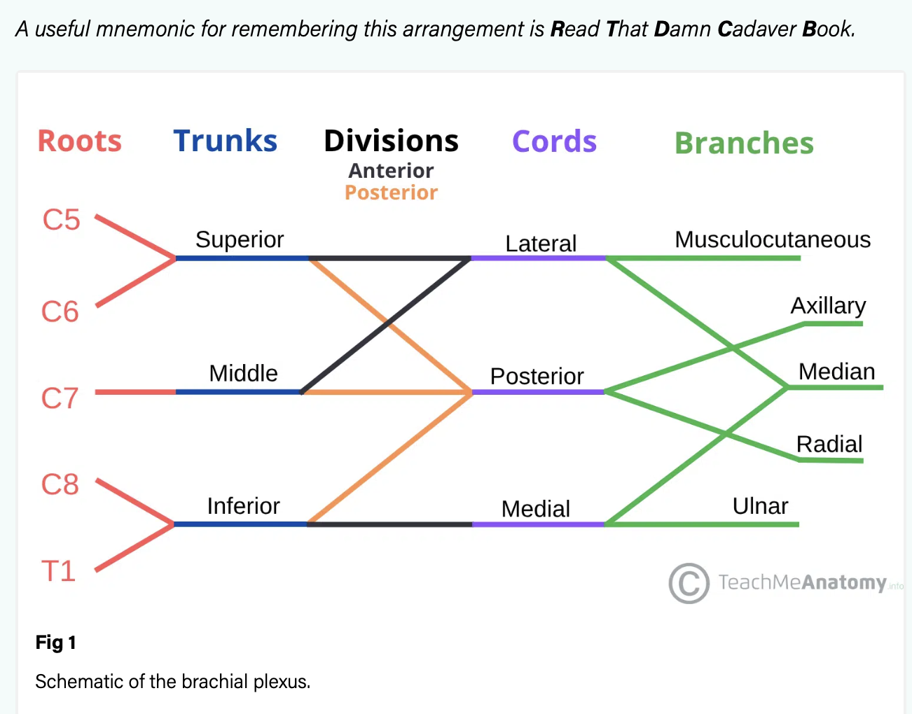 <p>Visual image displaying the major components of the plexus “<strong>R</strong>EAD <strong>T</strong>HAT <strong>D</strong>AMN <strong>C</strong>ADAVER <strong>B</strong>OOK!”</p>