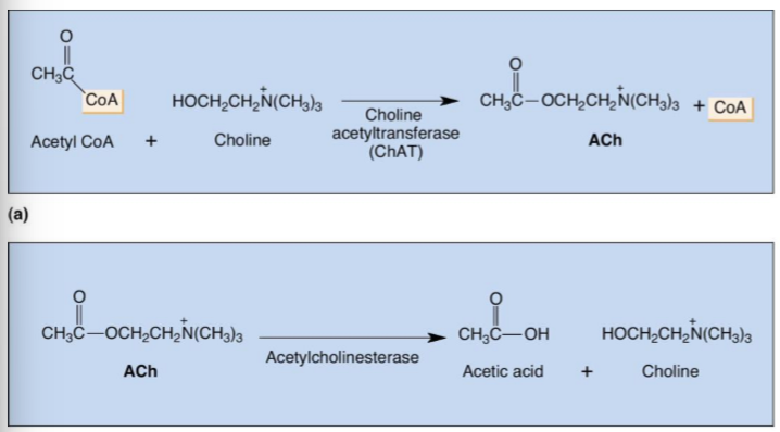 <ol><li><p><strong>Why is ACh important?</strong><br>→ First discovered neurotransmitter<br>→ Major transmitter at neuromuscular junction</p></li><li><p><strong>ACh synthesis enzyme</strong><br>→ Choline acetyltransferase (ChAT)</p></li><li><p><strong>ACh breakdown enzyme</strong><br>→ Acetylcholinesterase (AChE)</p></li></ol><p></p>