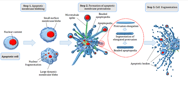 <ul><li><p>Programmed cell death</p></li><li><p>Important process in embryogenesis</p></li><li><p>Culls “sick” or stressed cells</p></li><li><p>Produces apoptotic bodies → Cleared by phagocytic cells</p></li><li><p>Intrinsic pathway</p></li><li><p>Extrinsic pathway</p></li></ul><p></p>