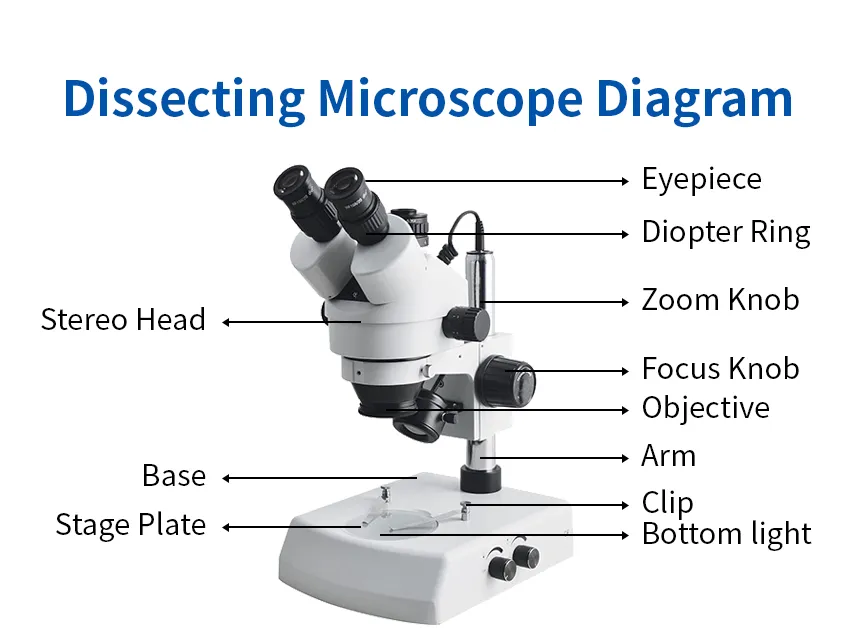 <p>Stereo (Dissecting) Microscope</p>