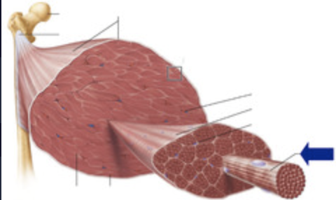 <p>numerous muscle fibres wrapped by a thick connective tissue</p>
