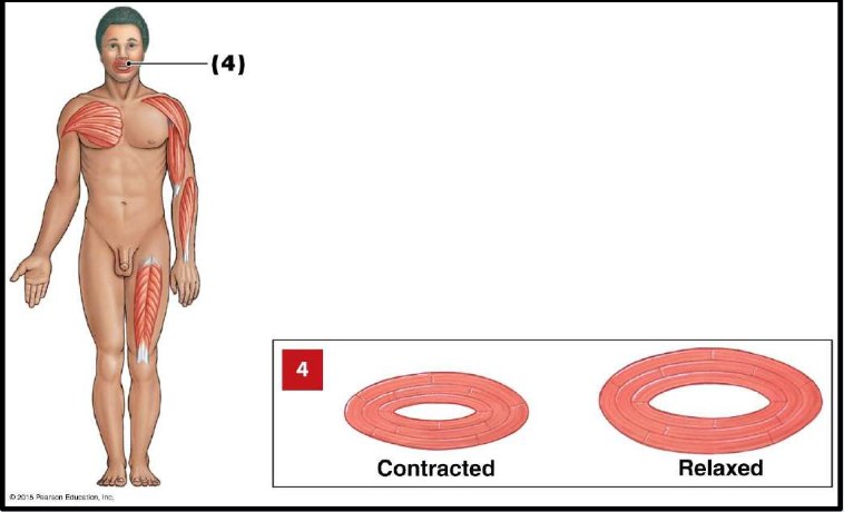 <p>Circular Muscle</p><ul><li><p>Also called <strong>____</strong></p></li><li><p>Fascicles arranged in <strong>____ circles</strong></p></li><li><p><strong>Contraction decreases the ____</strong> of an opening</p></li></ul><p></p>