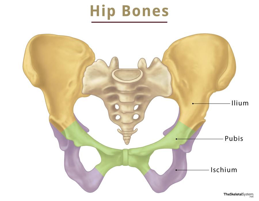 <p>-formed by 2 coxal (hip) bones, each coxal bone in a newborn has 3 bones (ilium, ischium, pubis),separated by cartilage  </p><p>-connects lower limbs to axial skeleton</p><p>-coxal bones, sacrum, and coccyx form the pelvis</p>