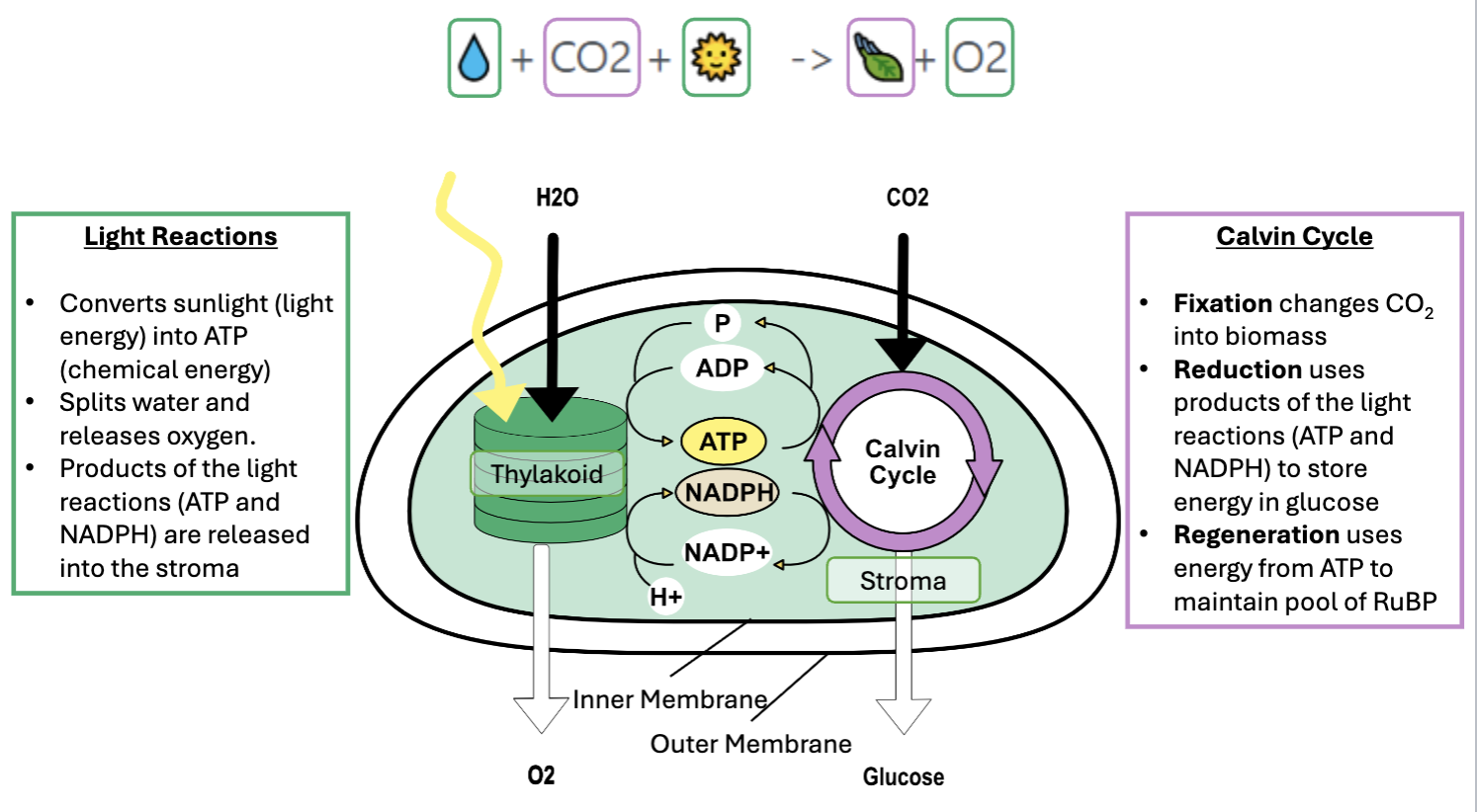 <p><span>the process used by plants, algae, and certain bacteria to turn sunlight, water, and carbon dioxide into sugar (food) and oxygen</span></p><p><span>sunlight + 6H2O + 6CO2 → C6H12O6 (glucose) + 6O2</span></p>