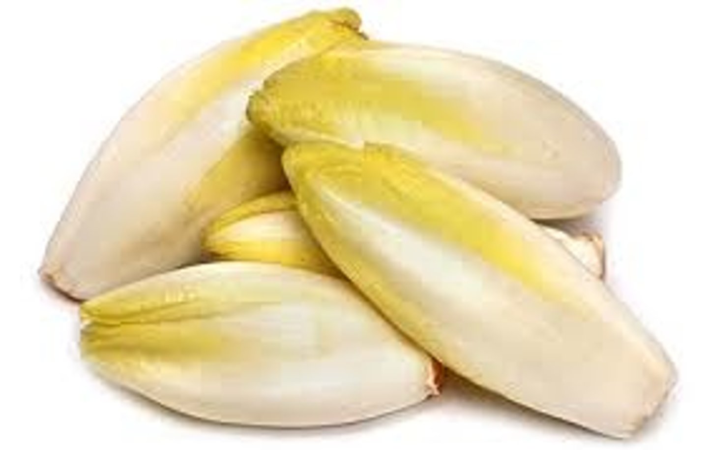 <p>une endive</p>