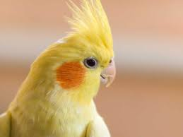 <ul><li><p>originate from australia</p></li><li><p><strong>15-25 years</strong> in captivity</p></li><li><p>adult males have<strong> bright red cheeks</strong></p></li><li><p>females have <strong>paler cheeks</strong> and <strong>bar like markings</strong> under the wings and tail</p></li></ul><p></p>