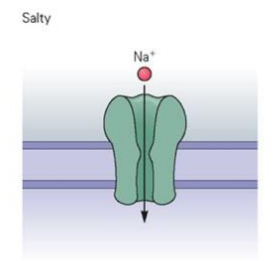 <ul><li><p>Salty taste is due to Na+ influx that directly causes depolarization</p></li></ul><p></p>