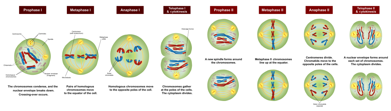 <p>Meiosis</p>