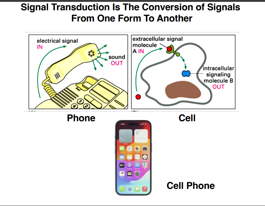 <p><span style="background-color: transparent;"><strong>Signal Transduction — Core Concept</strong></span></p>