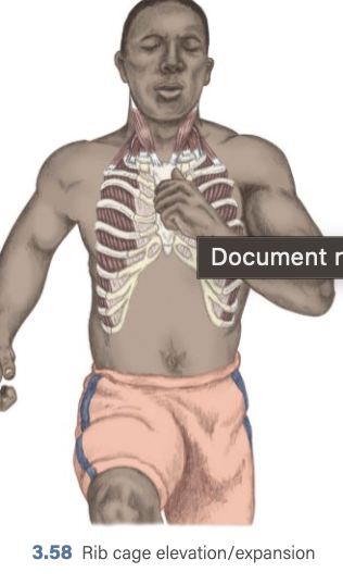 <p>Rib Cage Inhalation (expand) </p>