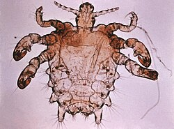 <p></p><p>rad:</p><p>podrad:</p><p>druh:</p>