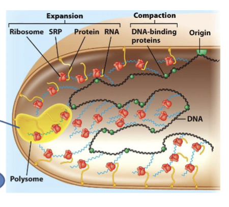 <p>tightly coupled; polysome/polyribosome formation </p>