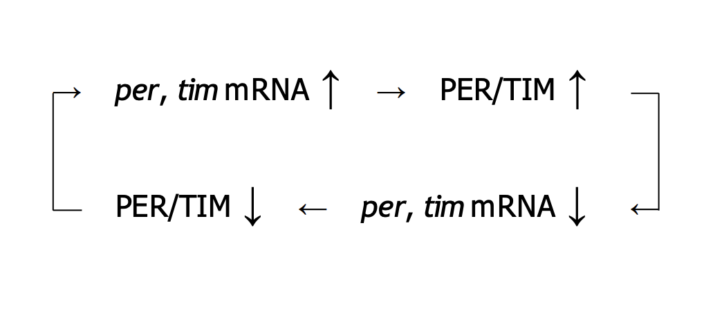 <ul><li><p>Other studies in fruit flies have shown that tim mRNA and its protein product, TIM, oscillate much like per mRNA and PER.</p></li><li><p>TIM binds PER, and it is the dimer PER/TIM that represses transcription of tim and per. </p></li><li><p>This self-repression drives a cycle. Around 4 a.m., high levels of PER/TIM shut off per and tim, so PER/TIM levels gradually fall. So per and tim, no longer repressed, rise to a peak in late evening, leading to another peak in PER/TIM next morning at 4 a.m. </p></li><li><p>If either TIM or PER is absent, neither one oscillates.</p></li></ul><p></p>