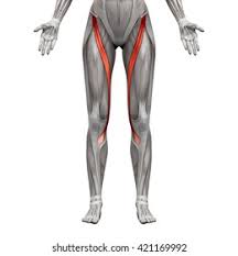 <p>Flexes the thigh and rotates the lower leg</p>