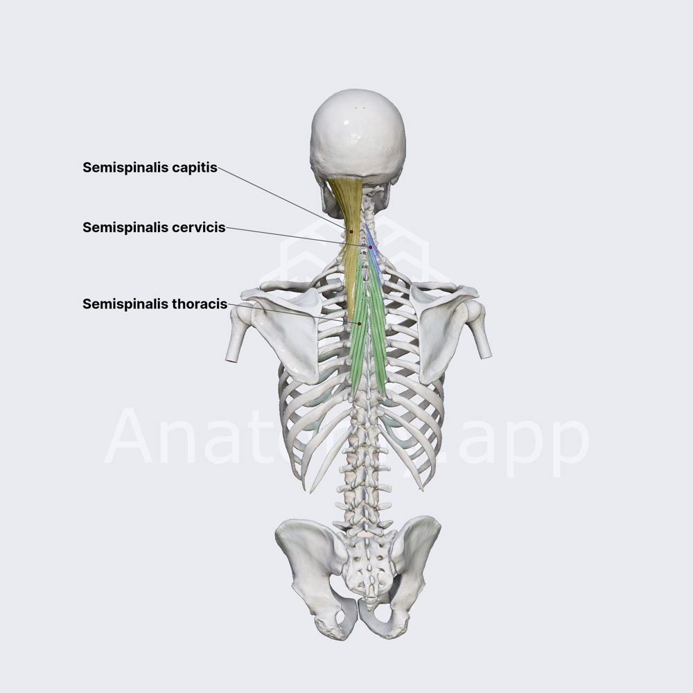 <p></p><ul><li><p>a long, paired muscle in the deep layer of back muscles</p></li><li><p>forms the superior and largest component of the 3 part semispinalis muscle</p></li></ul><p></p><p>origin → articular processes of vertebrae C4-C7, transverse processes of T1-T6</p><p>insertion → between superior and inferior nuchal lines of occipital bone</p><p>action → bilateral contraction: extends head, cervical, and thoracic spine</p><p>           → unilateral contraction: lateral flexion of the head, cervical, and thoracic spine (ipsilateral), and rotation of head, cervical, and thoracic spine (contralateral)</p><p>innervation → descending branches of greater occipital nerve (C2) and spinal nerve C3</p><p>blood supply → occipital artery</p>