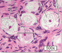 <p>What structure of follicle development is this?</p>