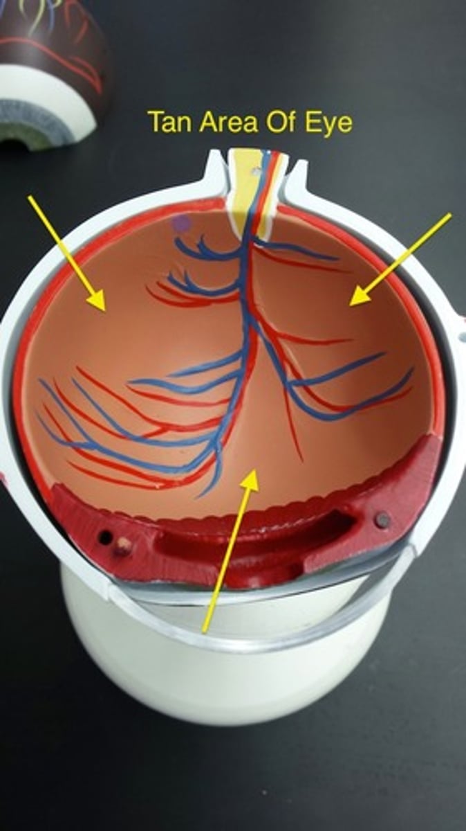 <p>What tan area of the eye is this?</p>